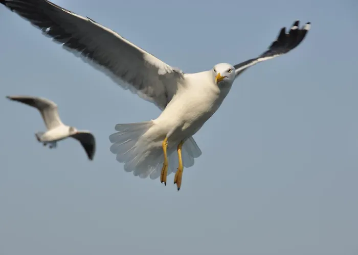 Hotel Fletcher - Restaurant De Cooghen